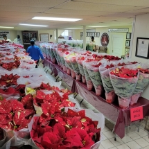 Annual Poinsettia Distribution_med